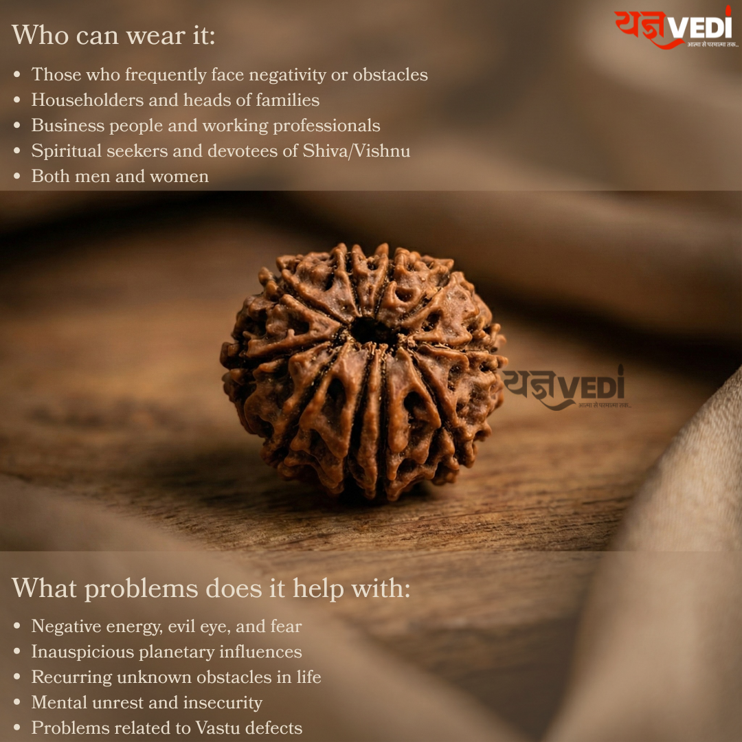 Original 10 Mukhi Nepali Rudraksha (Das Mukhi)