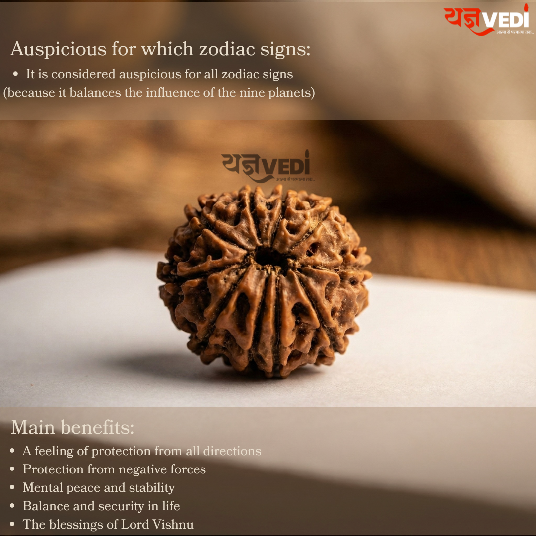 Original 10 Mukhi Nepali Rudraksha (Das Mukhi)