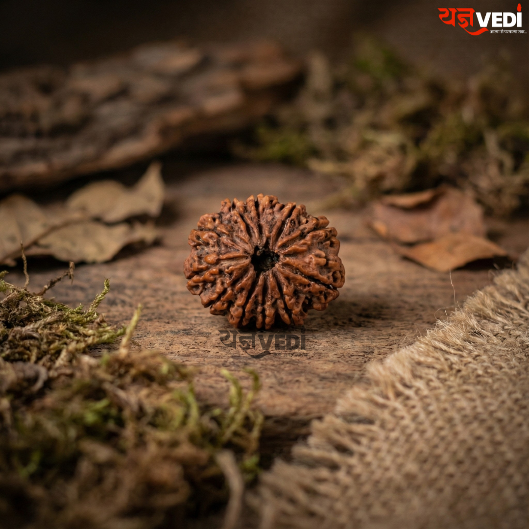 Original 11 Mukhi Nepali Rudraksha (Gyaarah Mukhi)