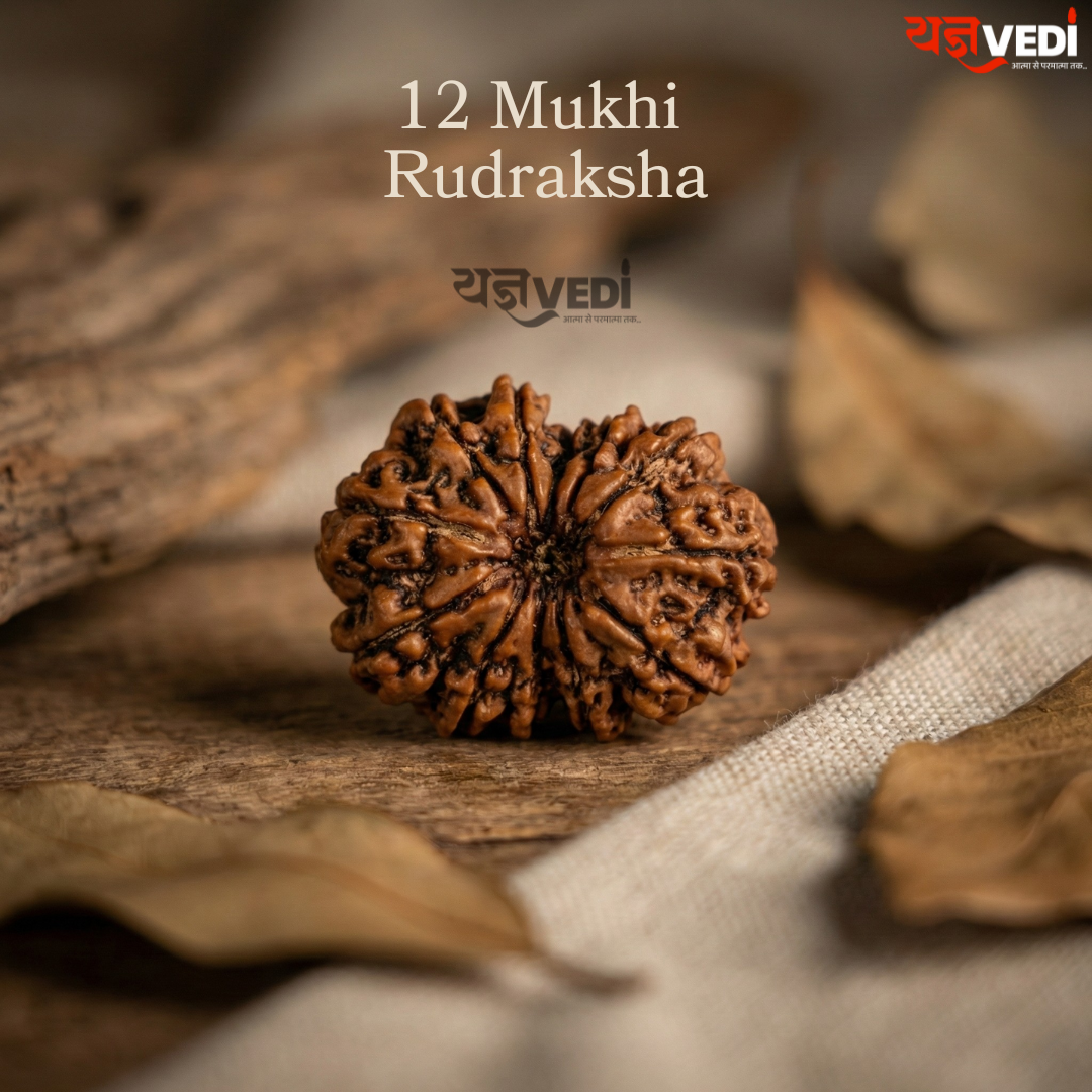 Original 12 Mukhi Nepali Rudraksha (Baarah Mukhi)