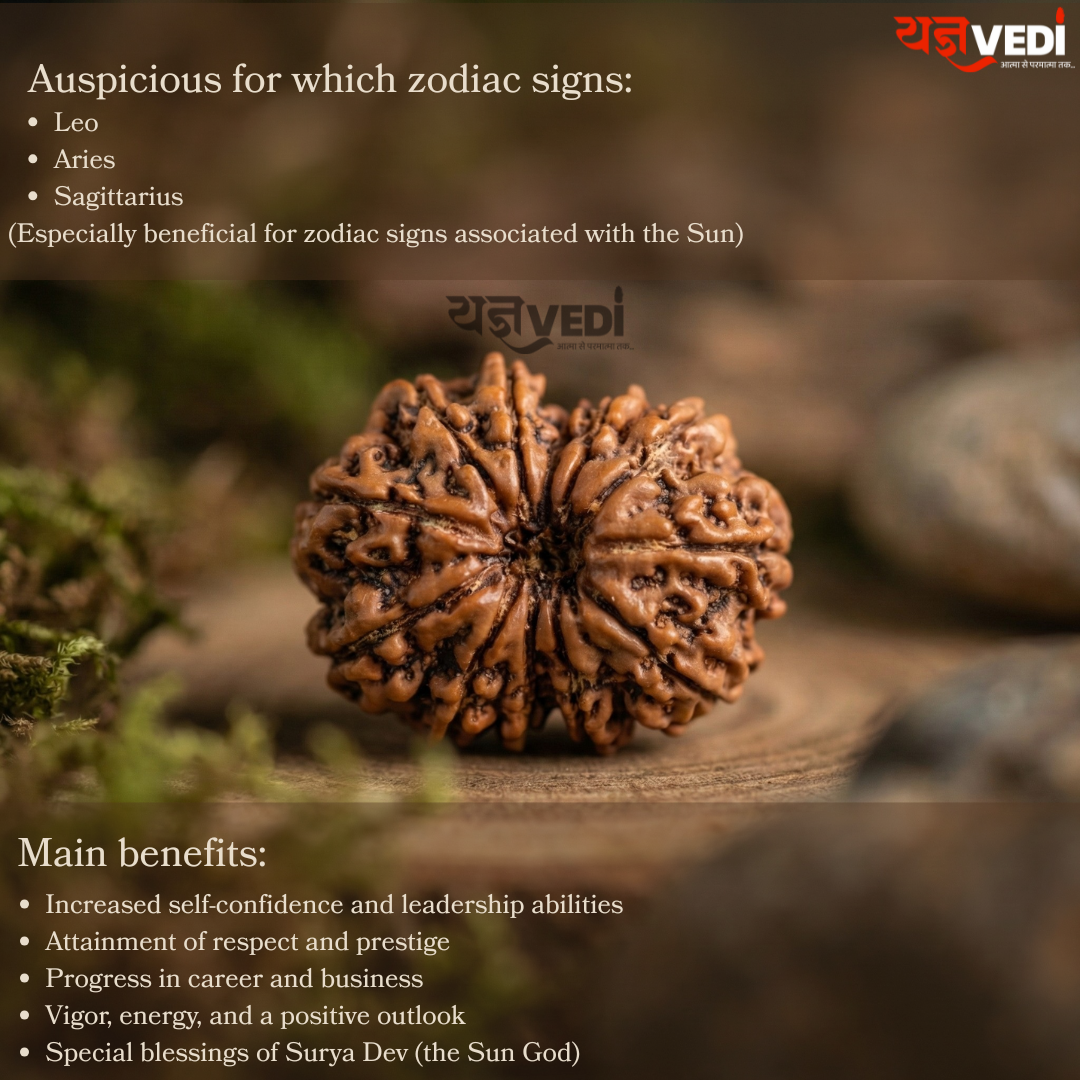 Original 12 Mukhi Nepali Rudraksha (Baarah Mukhi)