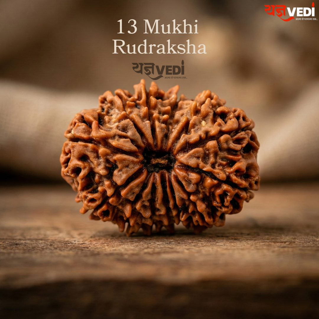 Original 13 Mukhi Nepali Rudraksha (Terah  Mukhi)