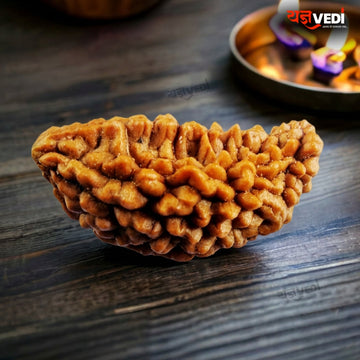 Original 1 Mukhi Indian Rudraksha (Ek Mukhi)