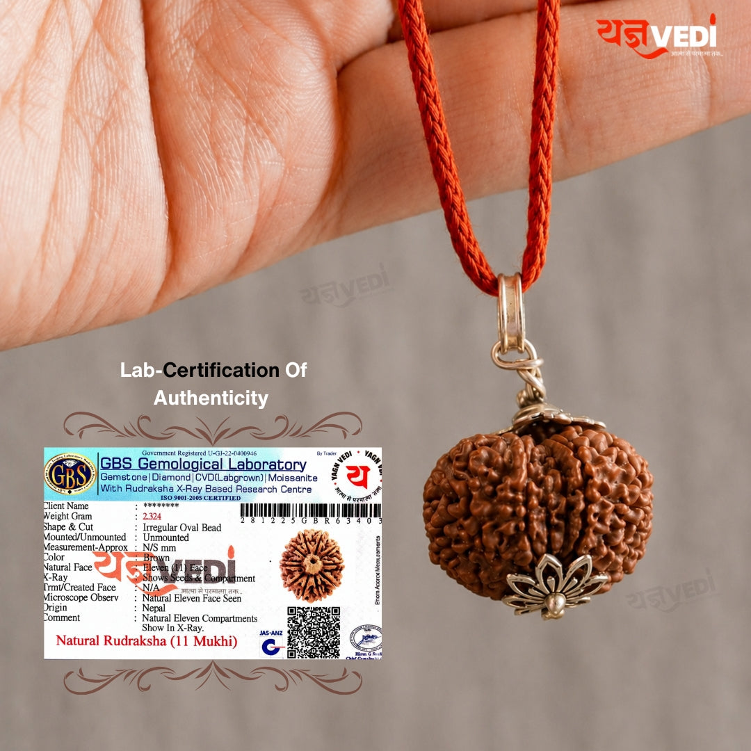 Original 11 Mukhi Nepali Rudraksha (Gyaarah Mukhi)