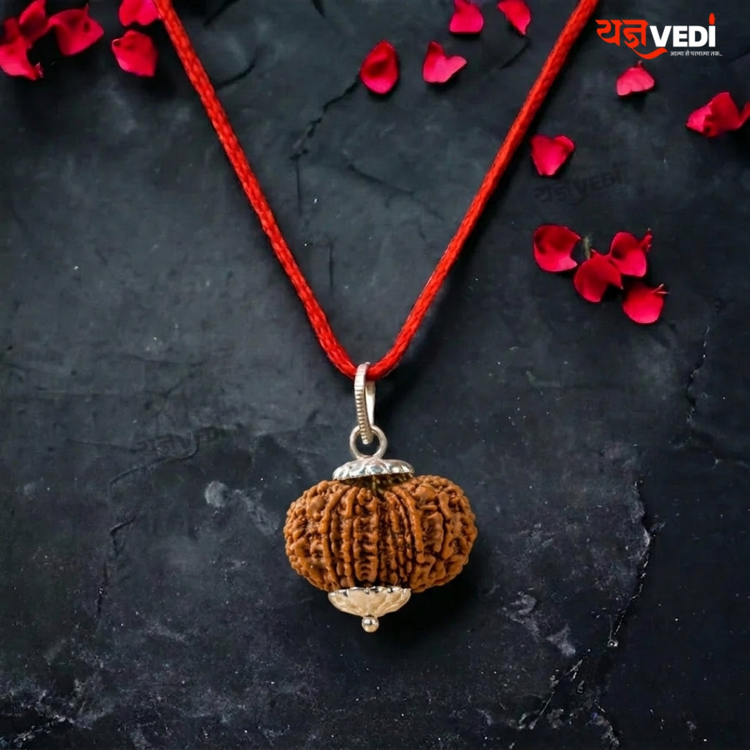 Original 13 Mukhi Nepali Rudraksha (Terah  Mukhi)