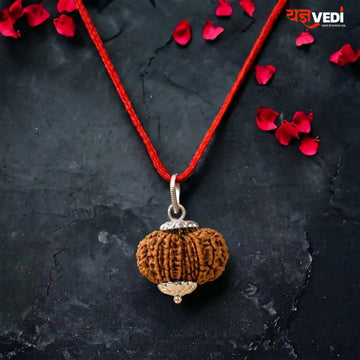 Original 13 Mukhi Nepali Rudraksha (Terah  Mukhi)