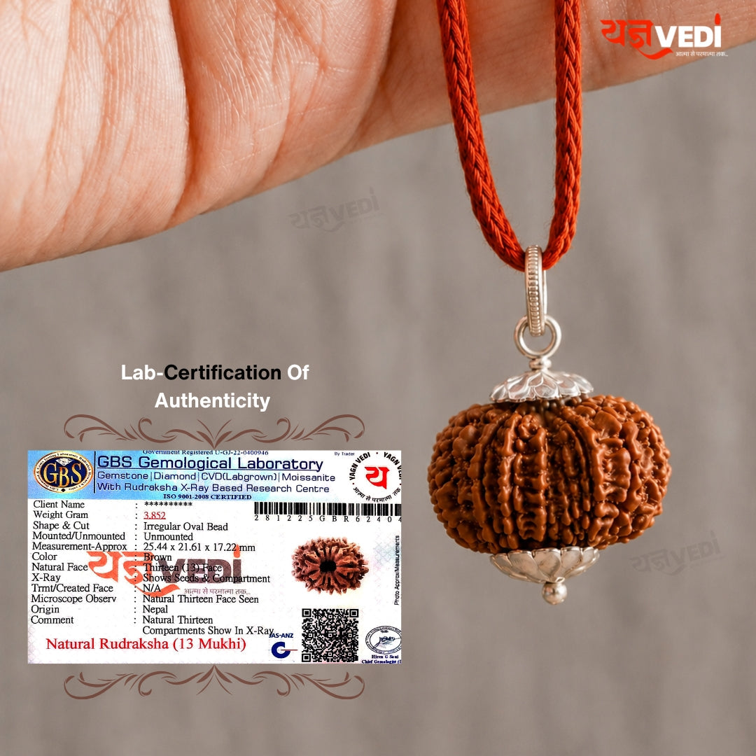 Original 13 Mukhi Nepali Rudraksha (Terah  Mukhi)