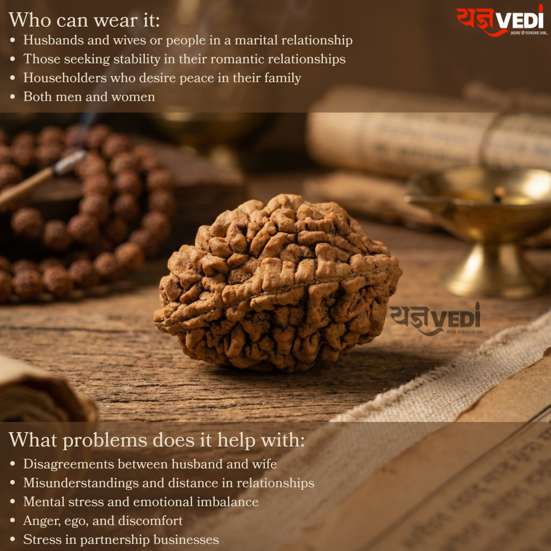 Original 2 Mukhi Indian Rudraksha (Do Mukhi)