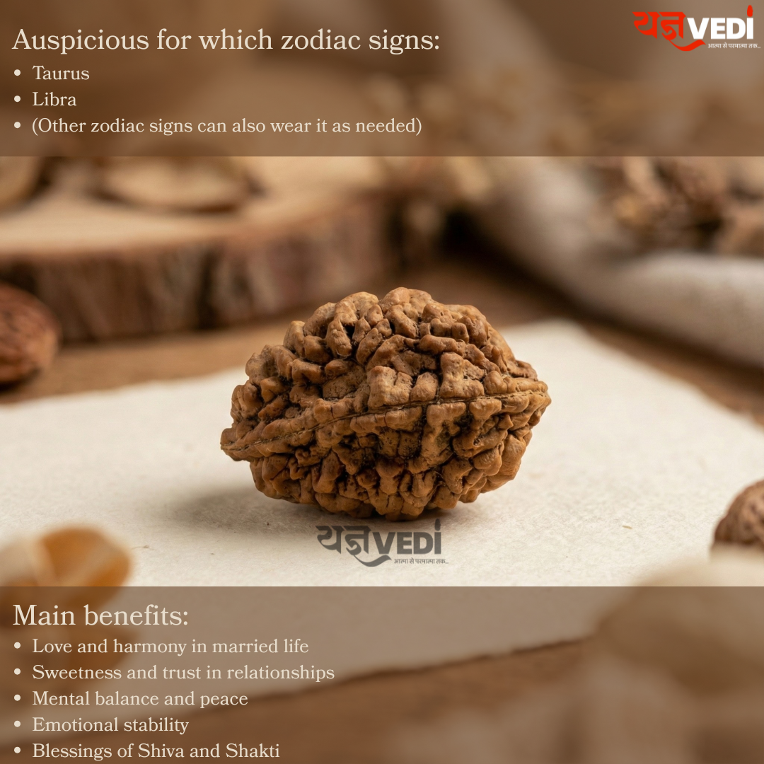 Original 2 Mukhi Indian Rudraksha (Do Mukhi)
