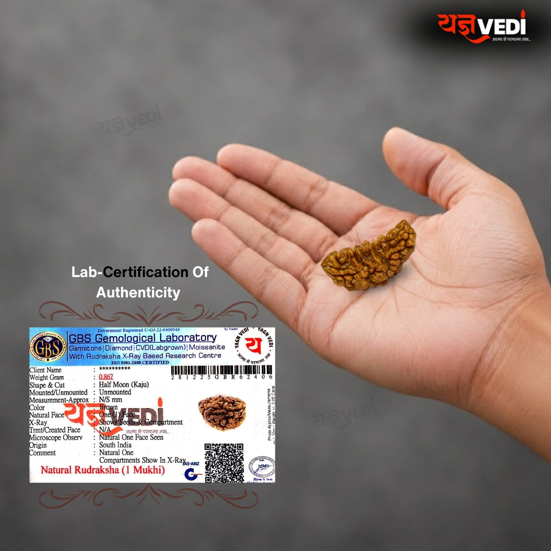 Original 1 Mukhi Indian Rudraksha (Ek Mukhi)