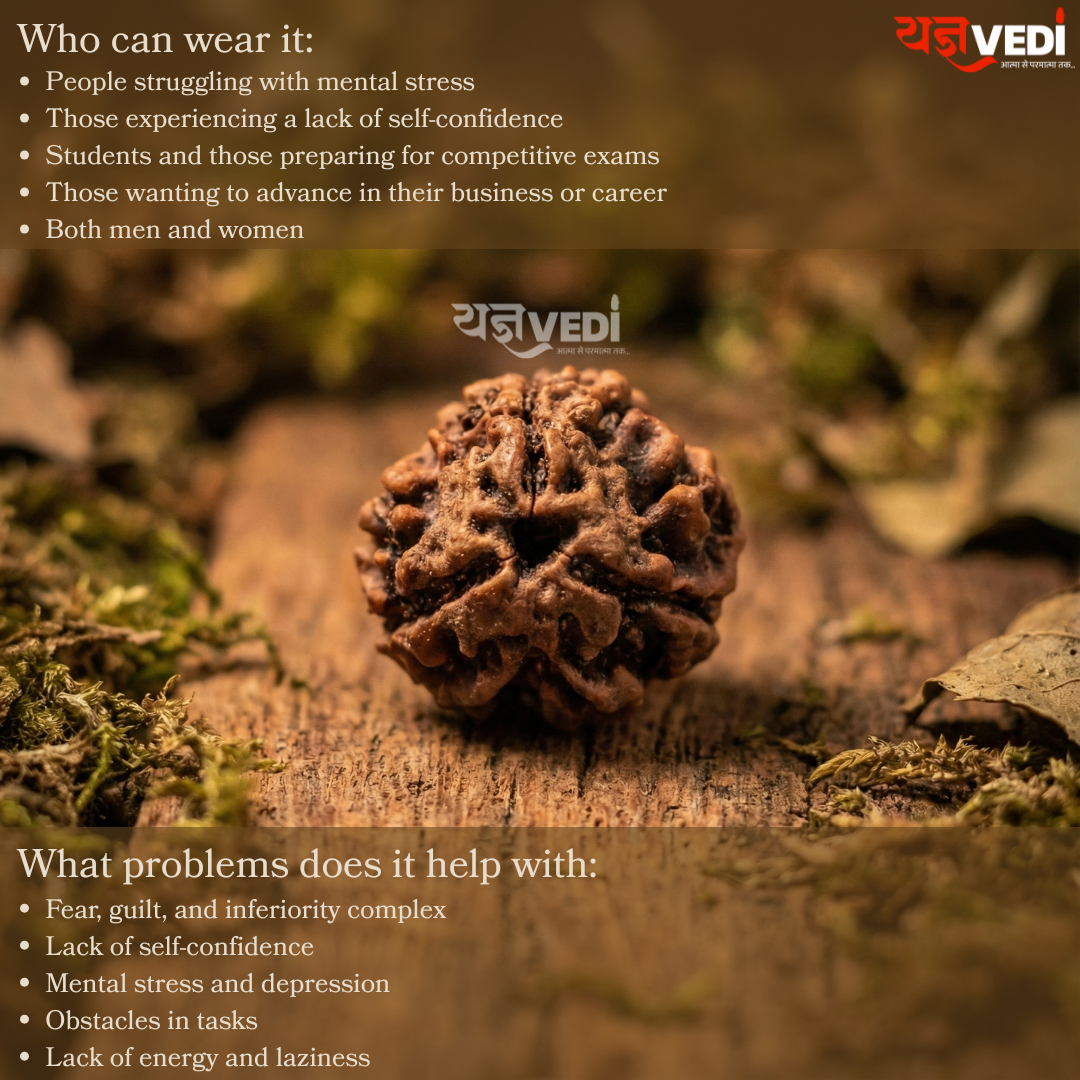 Original 3 Mukhi Indian Rudraksha (Teen Mukhi)