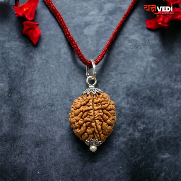 Original 2 Mukhi Indian Rudraksha (Do Mukhi)
