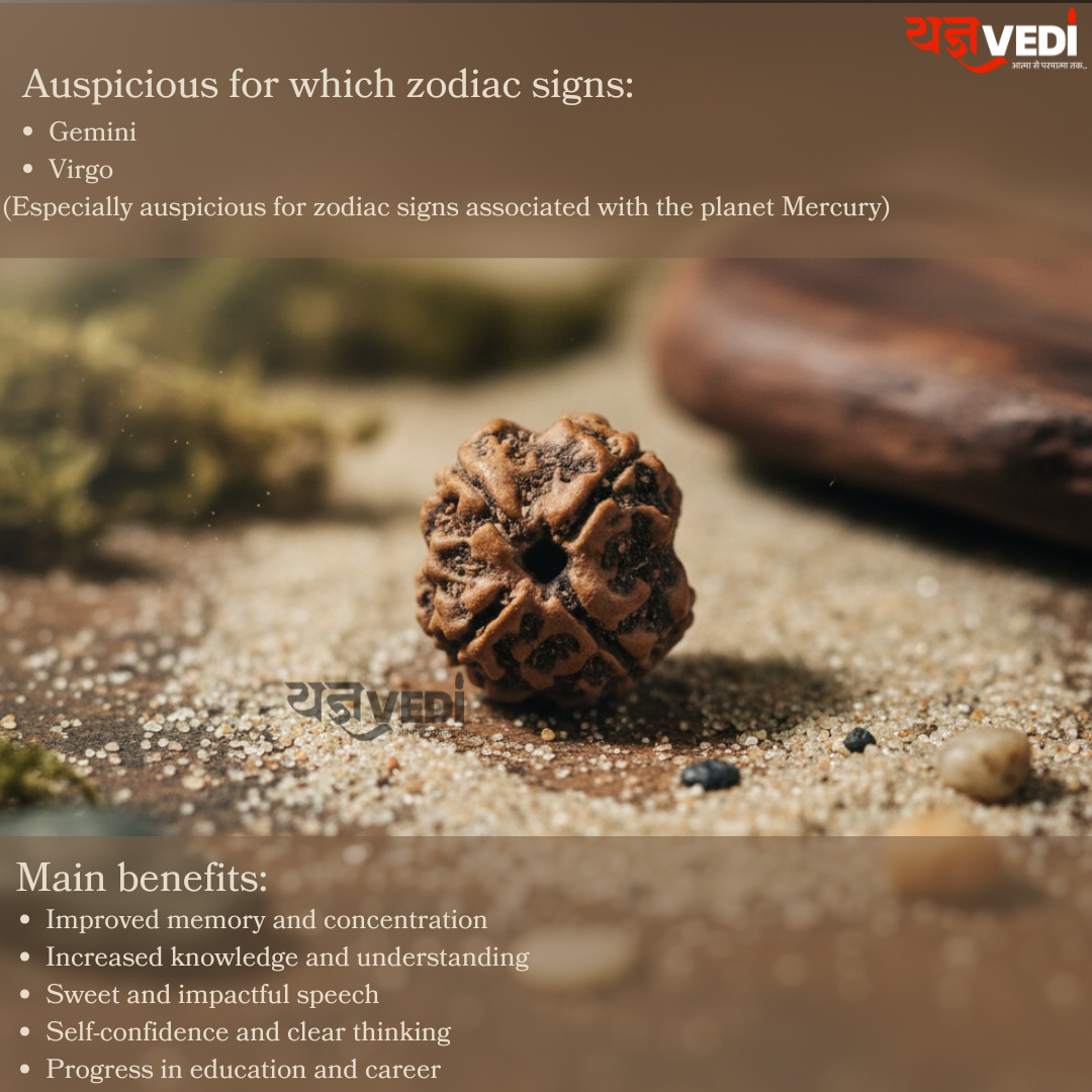 Original 4 Mukhi Nepali Rudraksha (Chaar Mukhi)