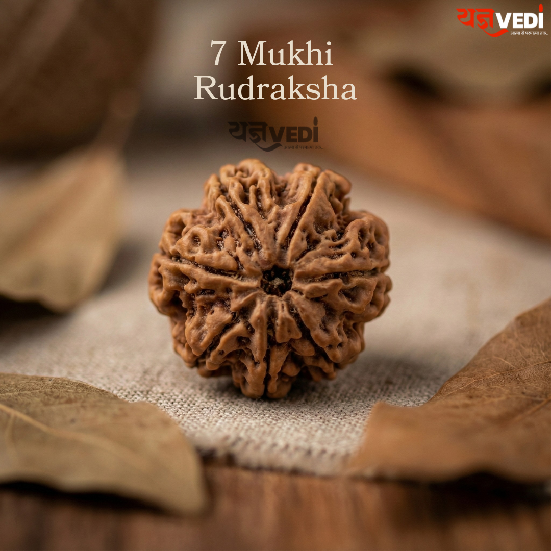 Original 7 Mukhi Nepali Rudraksha (Saat Mukhi)