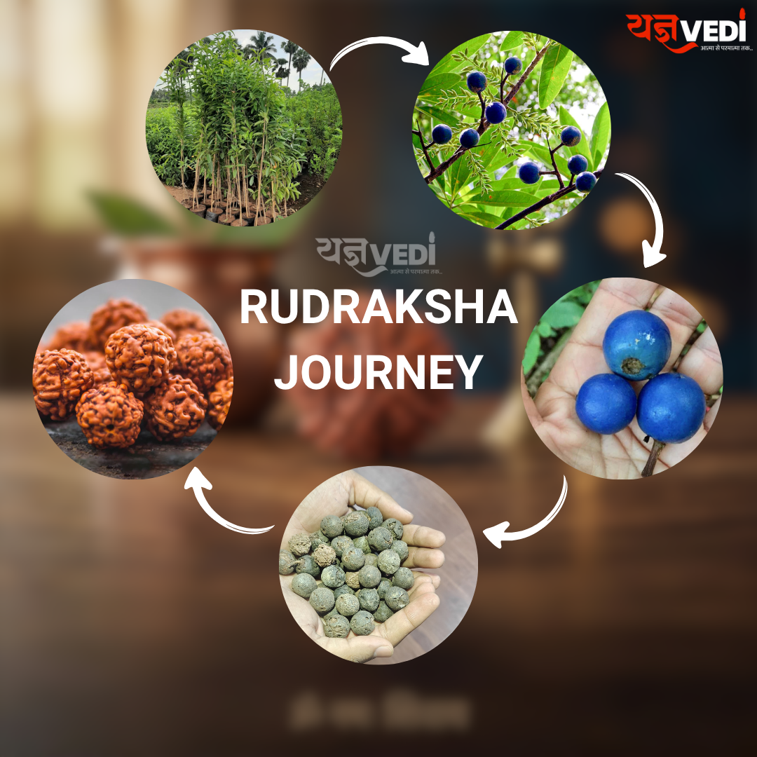 Free Original 5 Mukhi Nepali Rudraksha