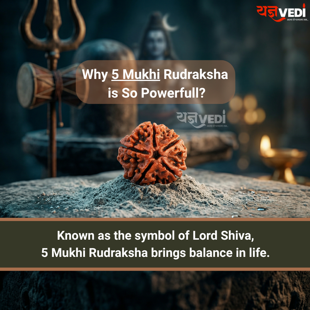 Free Original 5 Mukhi Nepali Rudraksha